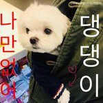 [드루와] 강아지 키우는 거 허락받는 방법이 뭐가 있을까