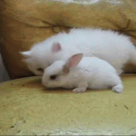 J야 머<b>하노</b>