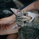 [꼭봐주세요] 고양이 질문들 (꼭  답해주세요!!!!!)