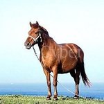 어떤 체크셔츠를 <b>사야</b>