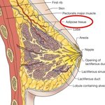 사<b>진출</b>저사전)이 정도면 가슴 쳐진 거임?