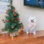 [강아지] 해맑개 웃개 2018년