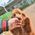 미래/푸들/남아/1살/4kg <b>아픔</b>이 가득한 미래입니다.