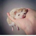 새벽필수<b>보호막</b>짤