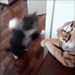 [드루와] 고양이 너무 부러움