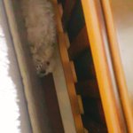 [EXO] <b>기요미</b>강아지