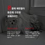 심장사상충에 감염되어 버려진 <b>포</b><b>메</b>라이언
