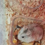 [<b>햄스터</b>] 사랑하는 아이가 떠났어요.