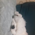 우리집 찹살떡..ㅠ