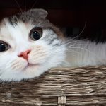 [고양이] [#11] 출근하는 댕댕이와 냥이 주말에는 뭐하게요오오