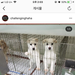 [꼭봐주세요] 불쌍한 강아지들 도와주세요ㅠㅜ