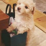[인피니트] 난 <b>우현</b>이 강아지 키우는 줄 알았는데