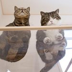 야 아니 ㅅㅂ게동사이트에 우리나라 남돌들있음;