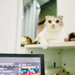 [고양이] [#12]출근하는 댕냥이들의 미친미모ㅋㅋ