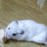 우리집<b>햄스터</b> 치즈먹는모습