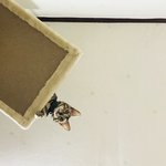 [고양이] 나는 <b>로저</b>, 직업은 고양이5