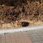 (후기추가)<b>구로역</b> 앞 고양이가 아픈것 같아요