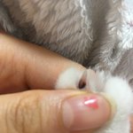 [고양이] 고양이 관련해 팁좀...