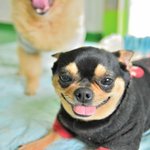 콩이/치와와/<b>여아</b>/3.5kg/4살  *사랑받고 싶은 아이입니다.