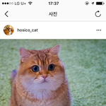 이 고양이 <b>종류</b>가 뭘까ㅠㅠ