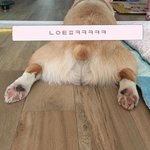몽룡이 <b>꼬리</b>나 봐ㅋㅋㅋ