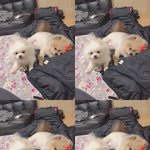 [강아지] 3년전 메인판에있던 라떼모카를 기억하십니까!!!