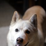 [허스키<b>심바</b>] 안녕하세요 허스키 <b>심바</b>에요.