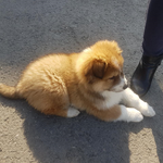 경기도 광주시 <b>목동</b>. 강아지 주인을 찾습니다.