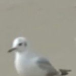 나 <b>화개</b>살이랑 도화살