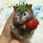 <b>케이크</b>먹을까 추반좀ㅠㅠㅠㅠㅠ
