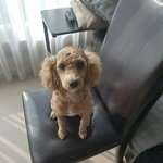 9개월 <b>푸들</b>여야 진짜 가족찾아요