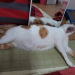 나의 동거묘 <b>도칠</b>이 새 침실과 눈 내리는 밤.