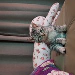 너무 이쁜 <b>루키</b>