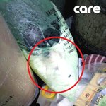 [공미니] 살아있는 반려견을 쓰레기<b>봉투</b>에 버린 남자