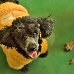 구찌/푸들/여아/3살/3.8kg      <b>듬직</b>하고 폭실한 골격을 가지고...