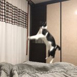 [ㅋㅋㅋㅋㅋ] 나 개구리 두마리 키운다