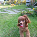 [꼭봐주세요] 반려동물을 사랑하는 모든분들 제발 봐주세요!내새끼...