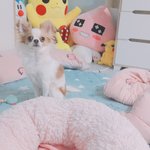 일년만에하는 강아지자랑..<b>치와와</b>에요