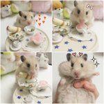 [간단한요리] 핑구랑 사는 자취녀의 집밥,일상2