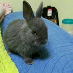 이 <b>토끼</b>의 근황이 궁금해요 ㅠ