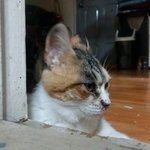우리 고양이 <b>얼</b><b>평</b>좀