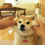 <b>별빛</b>들 개부럽다