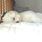 ㅆㅂ우리강아지 똥 <b>일부</b>로싼다
