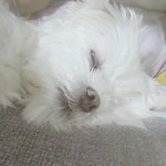 [드루와] <b>닭발</b> 양 많은곳 어딨냐?????배달할건ㄷ0