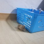 [공판] <b>사진</b>)이 햄스터 <b>무슨</b>종이야??