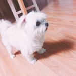 [NCT] 시즈니들 우리 <b>댕댕이</b> 보고가줘