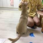 <b>반려동물</b> 자랑하자!!