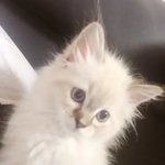 [최<b>럭키</b>] 귀여워