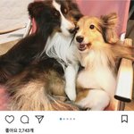 [방탄소년단] 연탄이 <b>동생</b>생겼어!!!!