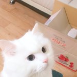 <b>너모</b> 반갑다냥
